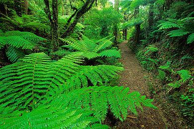 《怪物猎人物语2：毁灭之翼》怪物介绍 喷火的蛮颚龙